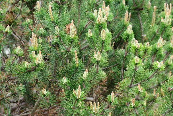 Pinus mugo, πεύκα αρσενικά λουλούδια  - Φωτογραφία, εικόνα