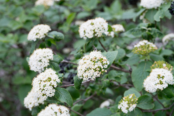 cornus sanguinea, dogwood comum, sangrento dogwood flores brancas
  - Foto, Imagem