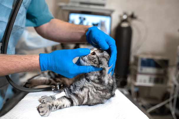 anesthesiologist prepares a cat for surgery. Checks if anesthesia worked . Pet surgery. Pet surgery - Fotografie, Obrázek