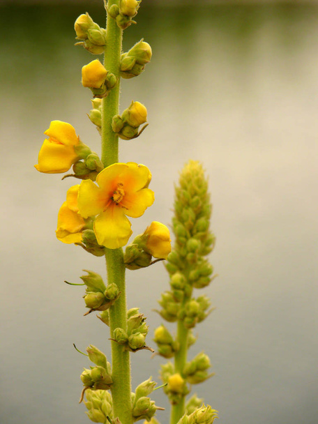 Yellow mullein with green buds in June on the water background - Photo, Image