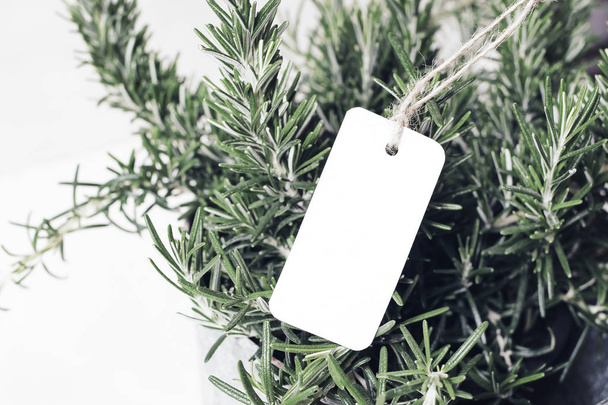 Closeup of blank white paper gift tag and rosemary plant. Price label mockup. Healthy food. Herb gardening. Selective focus - Fotó, kép