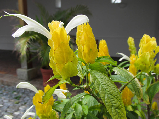 Flores Tropicales Alargadas Amarillas Y Blanco - Foto, imagen