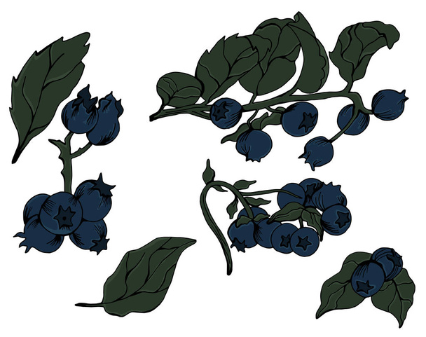 Vector blueberry engraved art - Вектор, зображення