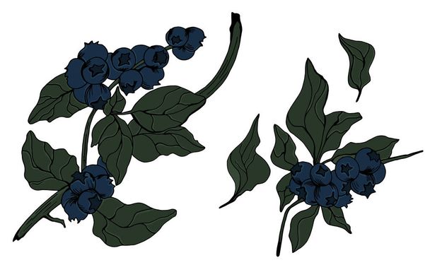 Vector blueberry engraved art - Vector, Image