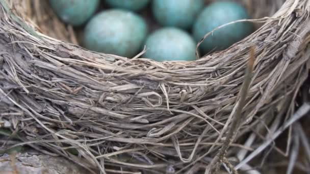 Camera showing a thrush's nest with six beautiful blue eggs close up in spring. Slow motion shot. Russia, Moscow region - Video