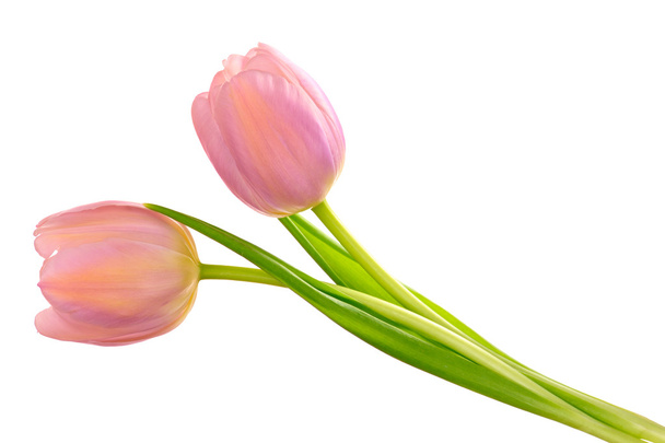 Two tulips - 写真・画像