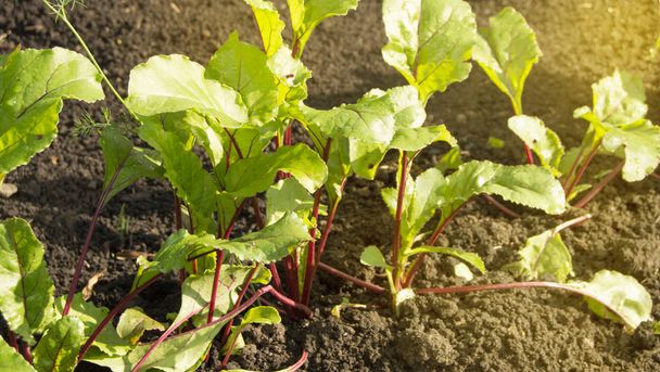 Junge Rübenpflanzen im Garten, gesundes Ernährungskonzept und natürliche Bioprodukte, sonniger Sommertag - Foto, Bild
