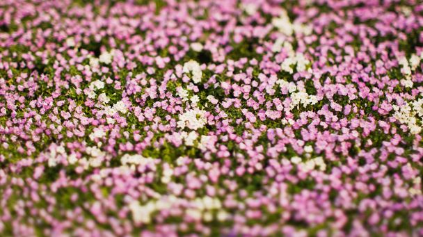 Fehér és rózsaszín virágok - Fotó, kép