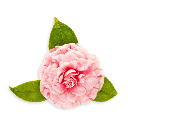 Rosa Camelia Flor aislada sobre fondo blanco
 - Foto, imagen