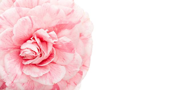 Pink camellia flower isolated on white background - Foto, afbeelding