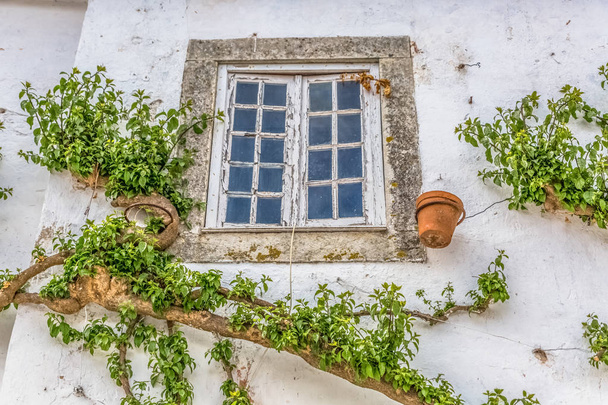 Λεπτομερής προβολή πορτογαλικής πρόσοψης με φυτό αναρριχηθεί γύρω από τα παράθυρα, στο μεσαιωνικό χωριό Όβιδος, στην Πορτογαλία - Φωτογραφία, εικόνα
