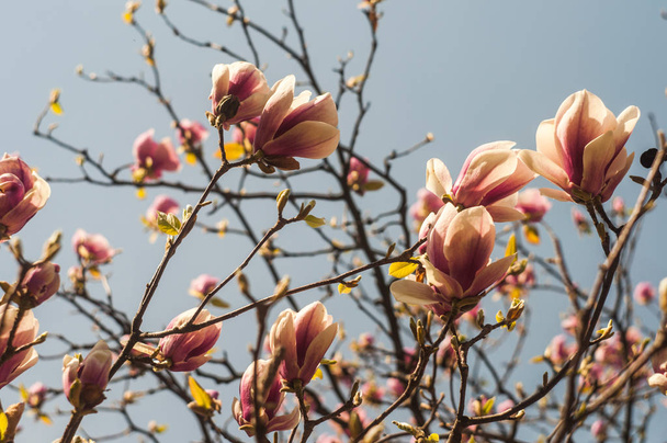 rama floreciente del árbol de magnolia en los rayos de sol en primavera
 - Foto, imagen
