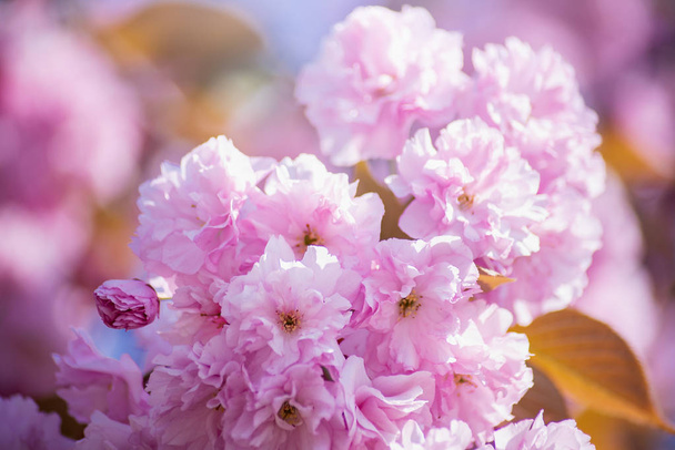 branch of cherry blossoms. Beautiful Pink Flowers. Sakura on blue sky background. - 写真・画像