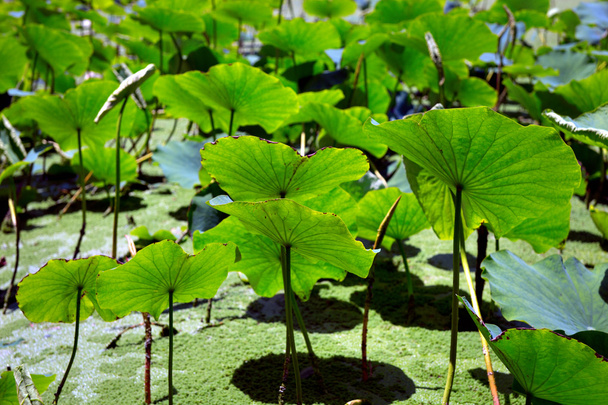 Leaves of lotus plants - Photo, Image