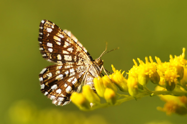 Papillon lumineux sur une fleur sauvage jaune
. - Photo, image