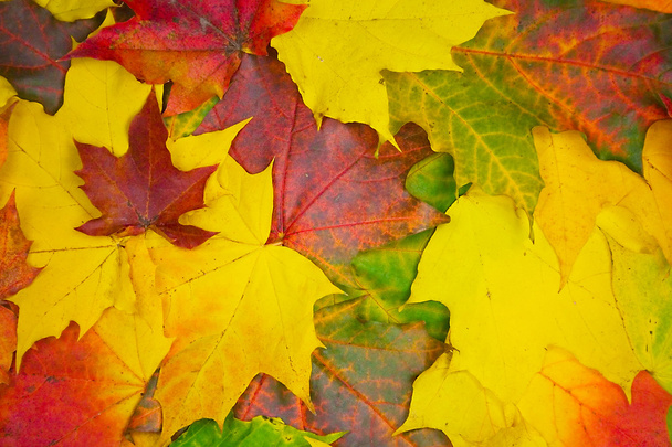 Autumn Background - Valokuva, kuva