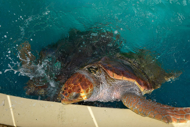 Turtle swimming in Project Tamar tank at Praia do Forte, Brazil - Photo, Image