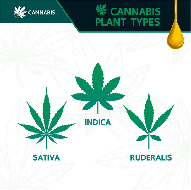 Kannabisz-növény típusú vektor illusztráció. - Vektor, kép