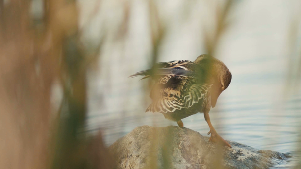 νεαρή πάπια καθαρίζει τα φτερά στην όχθη του ποταμού κάθεται σε μια πέτρα κοντά στο νερό πίσω από τα καλάμια, η άγρια ζωή των πτηνών στη φύση - Πλάνα, βίντεο