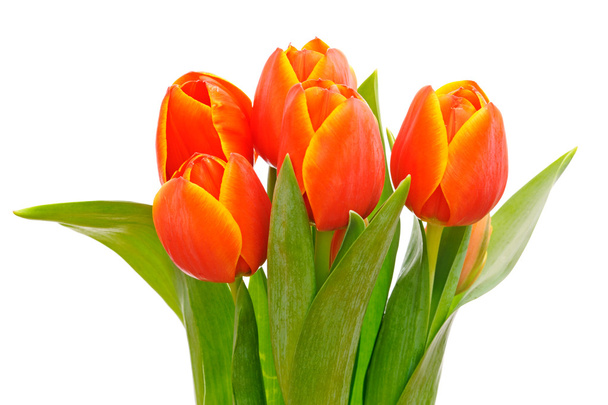 Tulipanes rojos
 - Foto, Imagen
