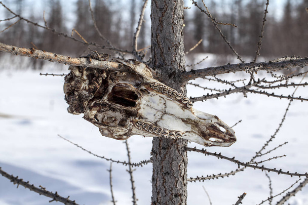 Skelett eines Schädels eines Rentierkopfes auf einem Baum - Foto, Bild