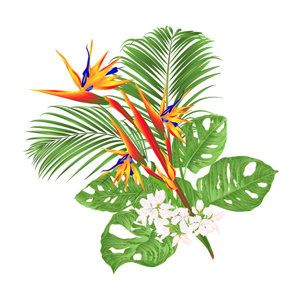 Piękne Strelitzia Reginae tropikalne kwiat i Monstera i dłoń na białym tle rysować rysunek ręka wektor - Wektor, obraz