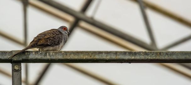 Paloma diamante en primer plano desde el lado, mascota aviario tropical, paloma pequeña de Australia
 - Foto, Imagen