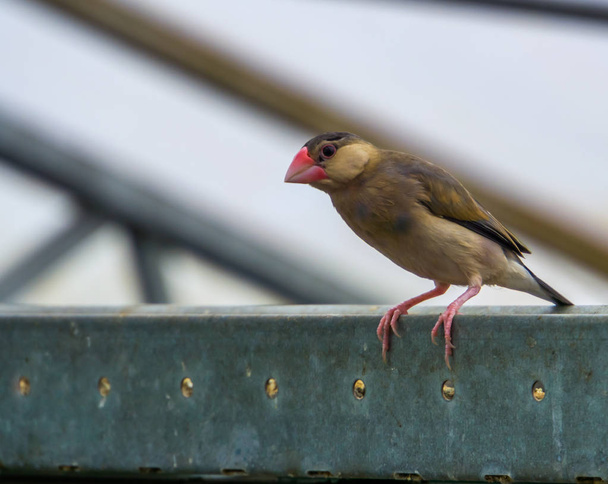 java rice sparrow sitting on a metal beam in the aviary, popular tropical pet, Endangered bird from Indonesia - Photo, Image