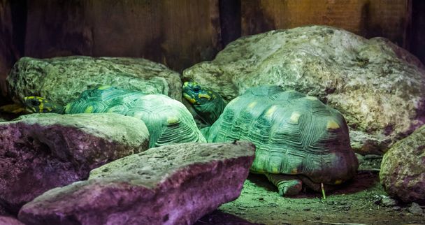 two red footed tortoises in closeup, tropical land turtles from America, Vulnerable reptile specie - Photo, Image
