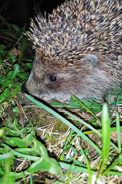 Hedgehog, Erinaceus europaeus wild, native, European hedgehog in the dark on the grass with green background. resident of the forest. - Photo, Image