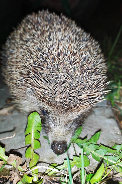 Hedgehog, Erinaceus europaeus selvagem, nativo, ouriço europeu no escuro na grama com fundo verde. Residente da floresta
. - Foto, Imagem