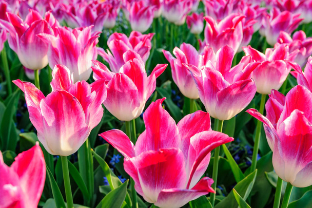 Pink tulips flowerbed in Netherlands - Fotoğraf, Görsel