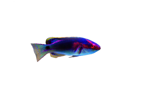 exquisiter Lippfisch - (cirrhilabrus exquisitus) - Foto, Bild