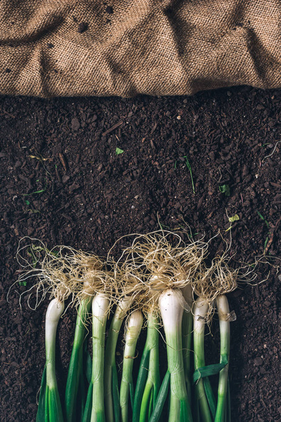 Spring onion or scallion on garden ground, top view - Foto, afbeelding