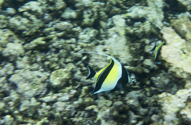 Butterfly fish in Seychelles - Photo, Image