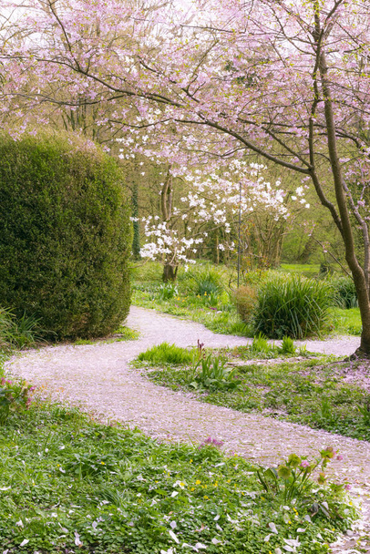 Allée du parc avec cerisier fleuri
 - Photo, image