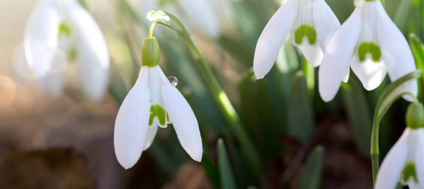 Snowdrops on bokeh background in sunny spring garden under sunbeams. - Photo, Image
