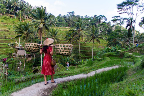 mujer en rojo con cestas en campos de arroz
 - Foto, Imagen