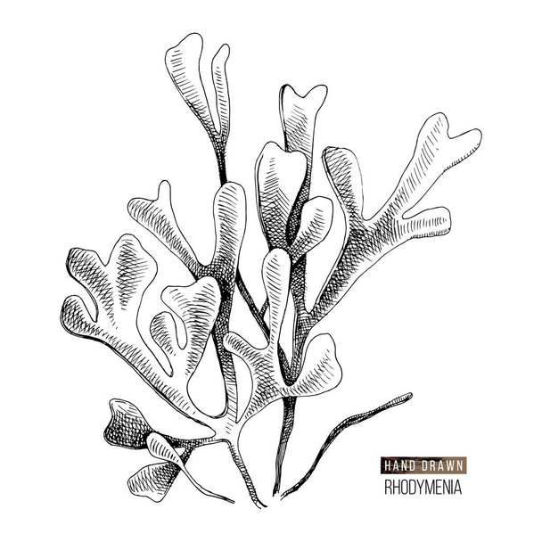 Hand drawn rhodymenia palmata seaweed - ベクター画像