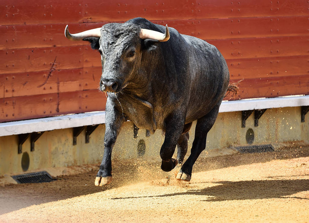 İspanyol bullring boğa - Fotoğraf, Görsel