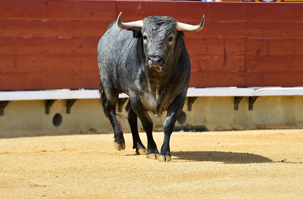 Stier in spanischer Stierkampfarena - Foto, Bild