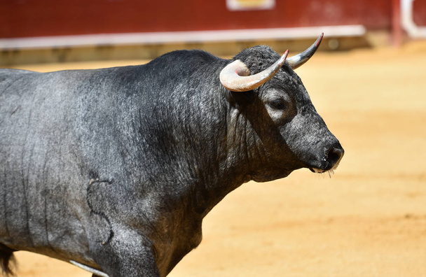 Bull v španělské býčí zápasy - Fotografie, Obrázek