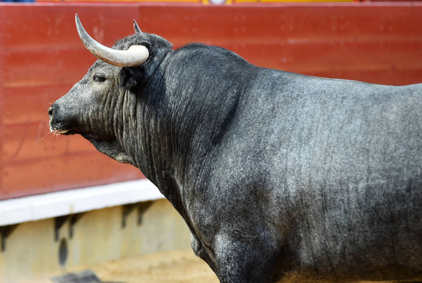 бык на испанском корриде
 - Фото, изображение