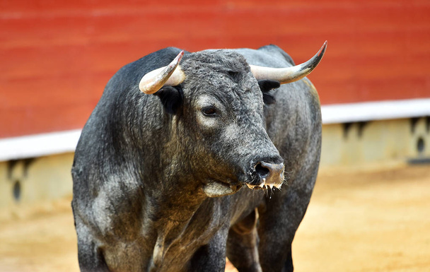 toro en plaza de toros española
 - Foto, Imagen