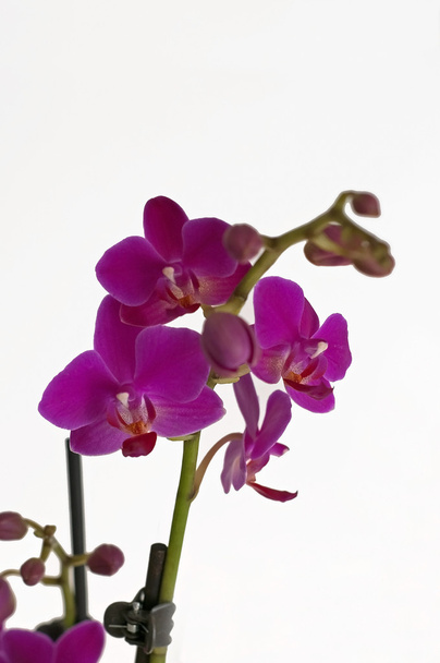 orchidée - Photo, image