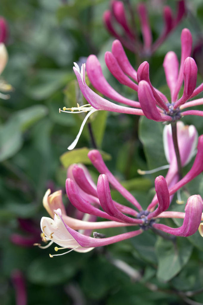Linda flor de madressilva em um jardim
 - Foto, Imagem