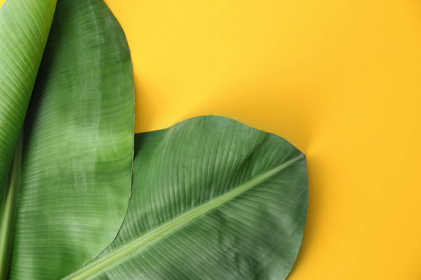 Fresh green banana leaves on color background, flat lay with space for text. Tropical foliage - Fotografie, Obrázek