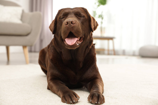 Chocolate labrador retriever lying on floor indoors - Zdjęcie, obraz