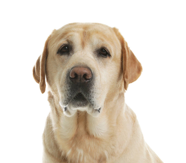 Labrador amarillo recuperador sobre fondo blanco. Adorable mascota
 - Foto, imagen