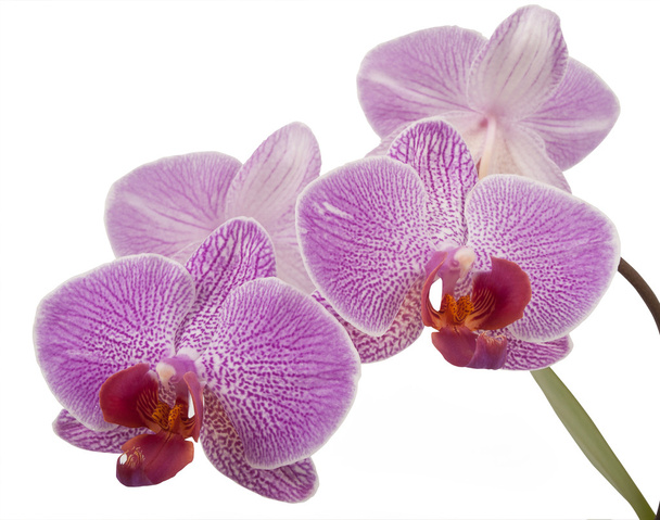 Orquídea Phalaenopsis
 - Foto, Imagem